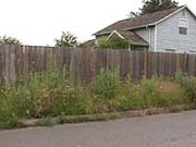 Grass and weeds over 10 inches tall along planter strip