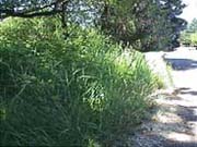 Grass/bushes overgrown, obstructing sidewalk