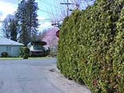 Hedge blocking view of the corner, and stop sign