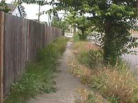 Limbs and branches obstructing the sidewalk