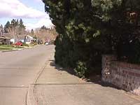 Limbs blocking the sidewalk from above the side