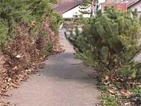 Overgrowth blocking the sidewalk