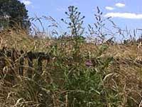 Weeds over 10' tall and going to seed