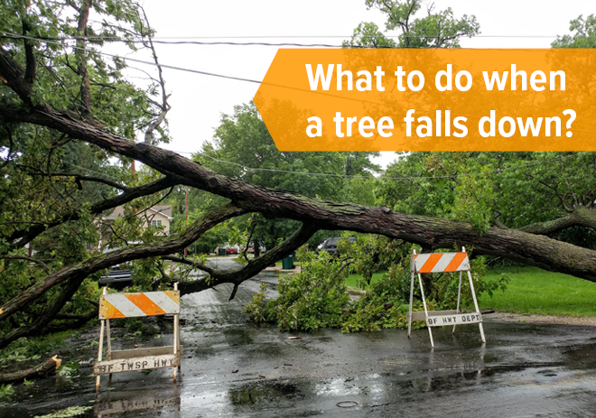 Living Next to Nature: A Tree Has Fallen