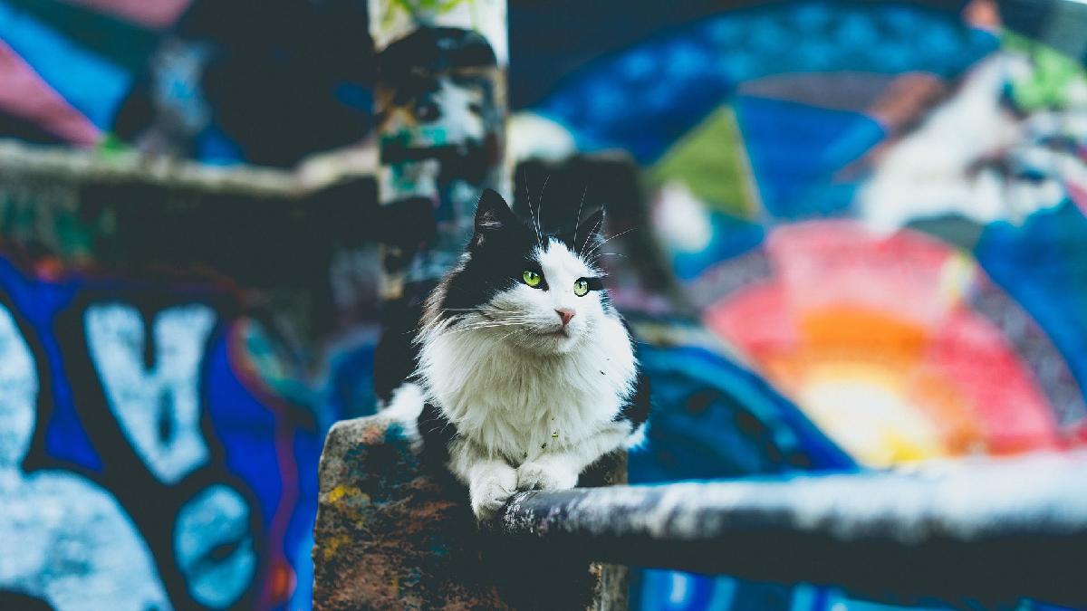 cat sitting in front of graffiti